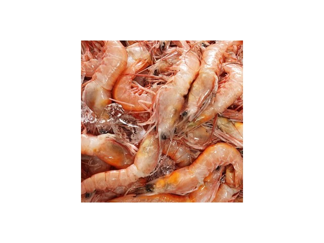 달마새우급랭 추천 내돈내산 구매 아이템