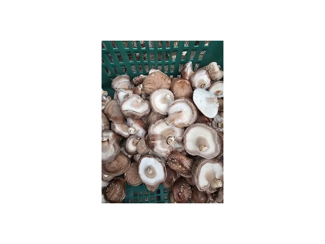 파지표고버섯 내돈내산 솔직 사용후기