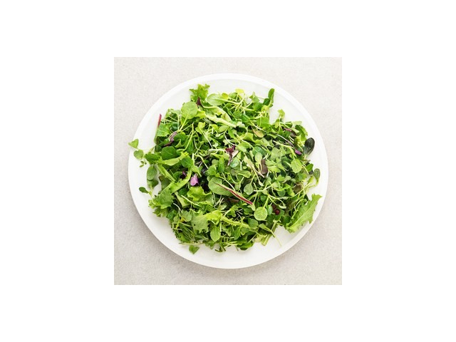 샐러리어린잎 추천 및 가격 비교 장단점 정리